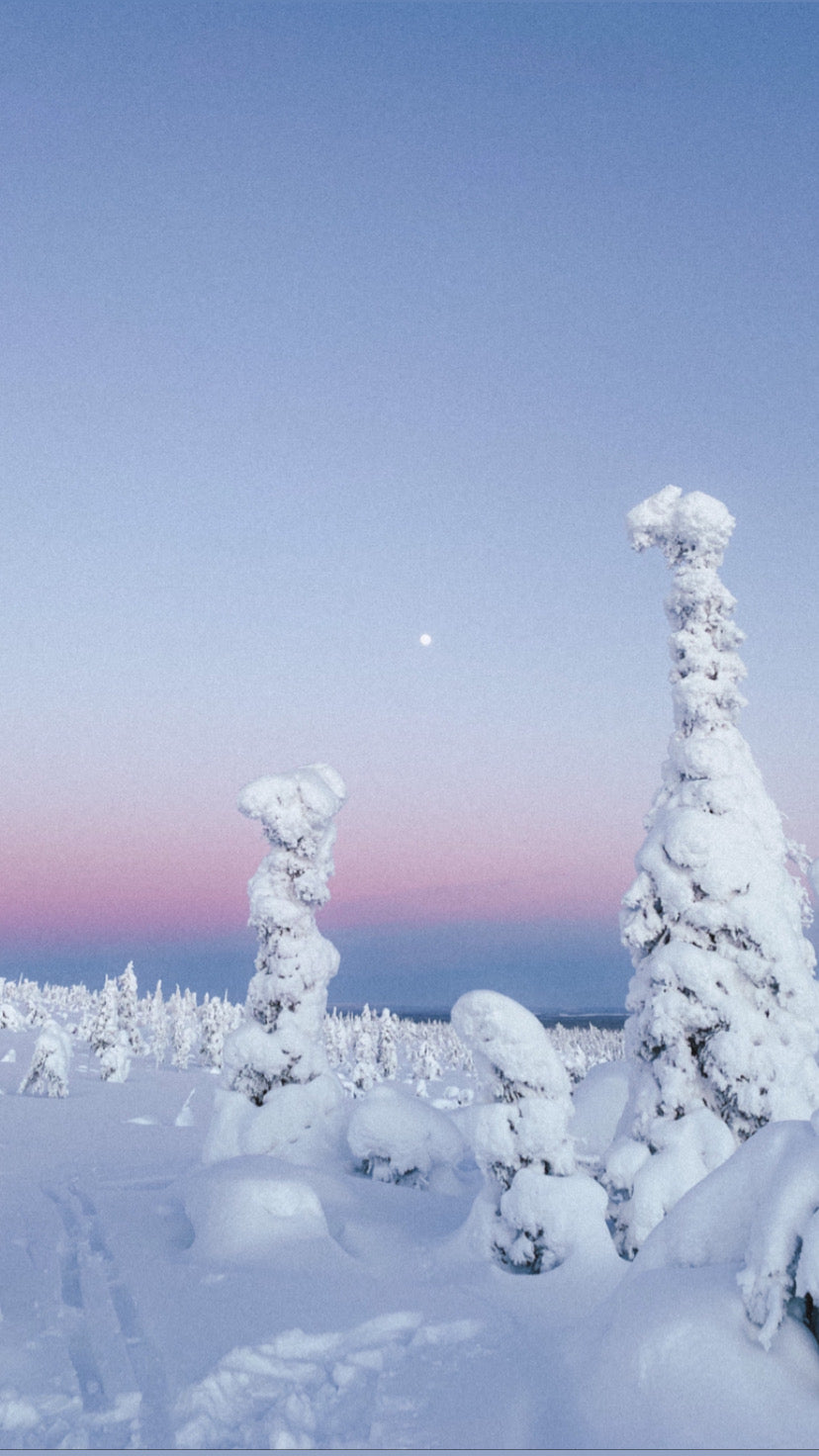 Cielo Riisitunturi Alberi