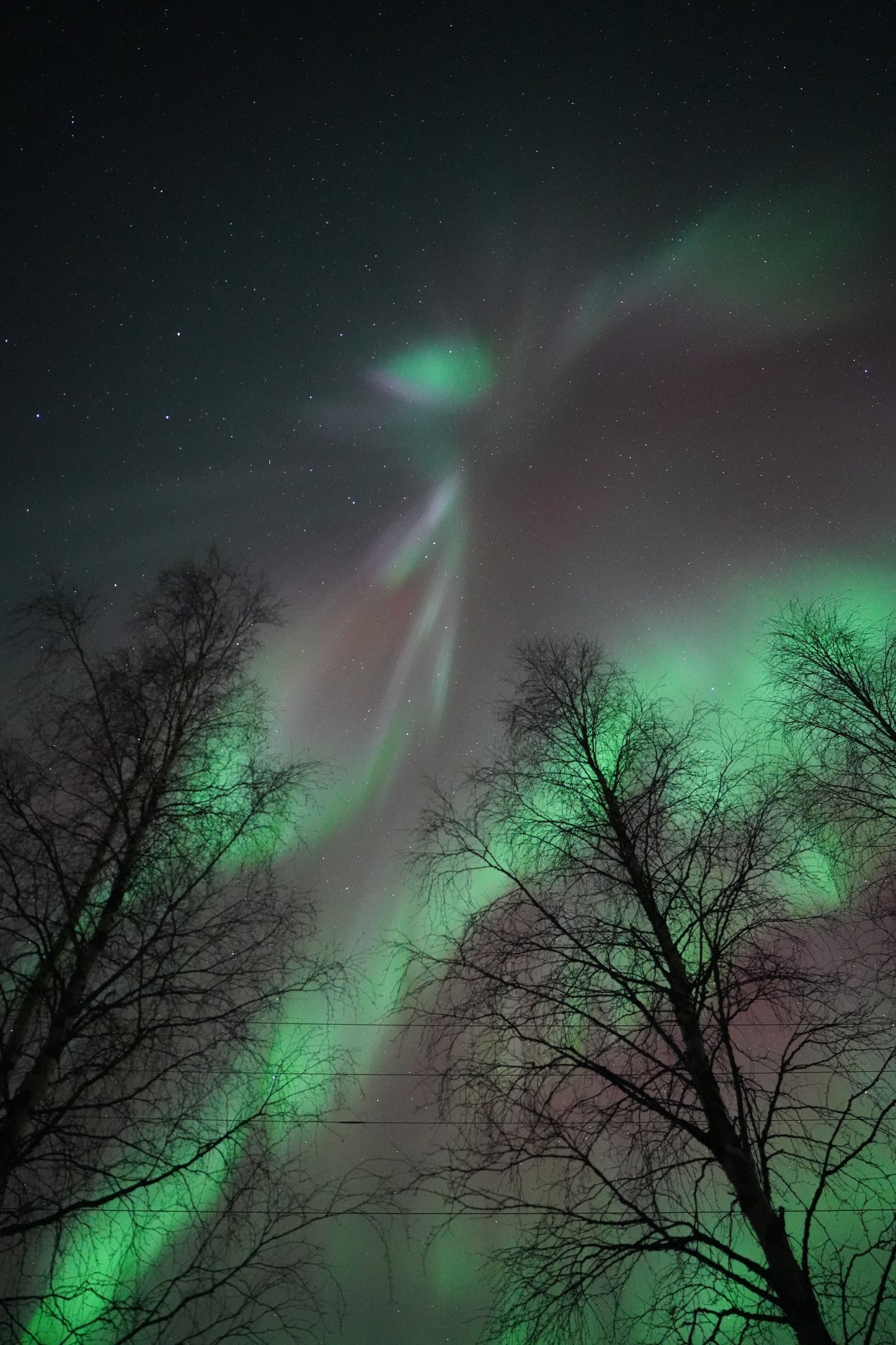 Alberi con Aurora Boreale