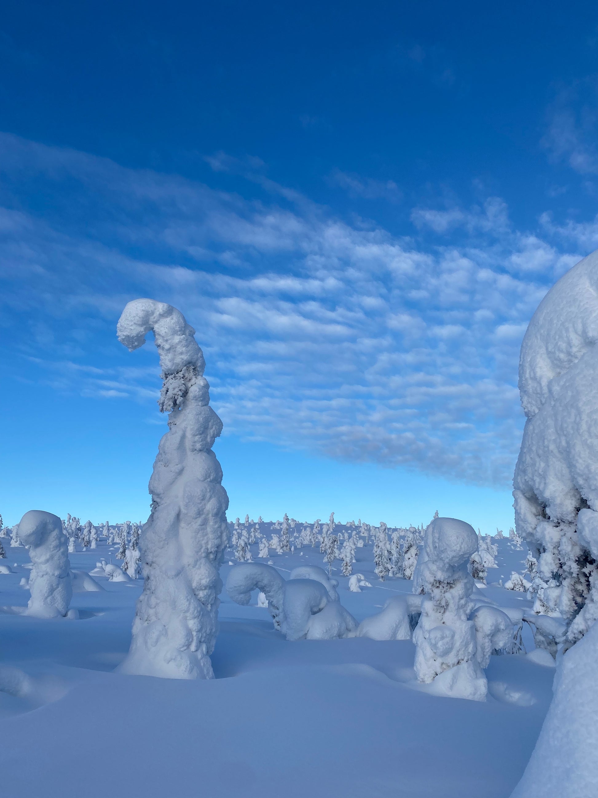 Riisitunturi Rovaniemi Alberi Innevati