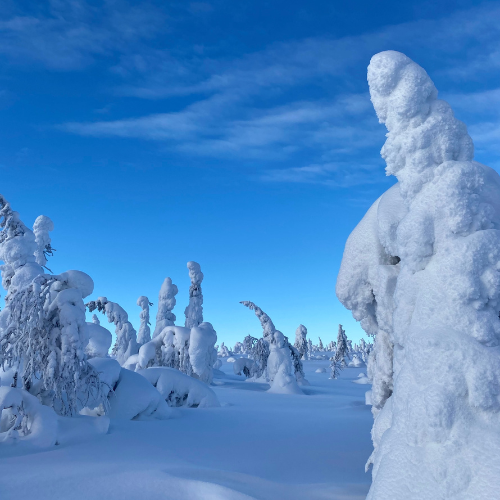 Alberi Innevati iisitunturi Rovaniemi